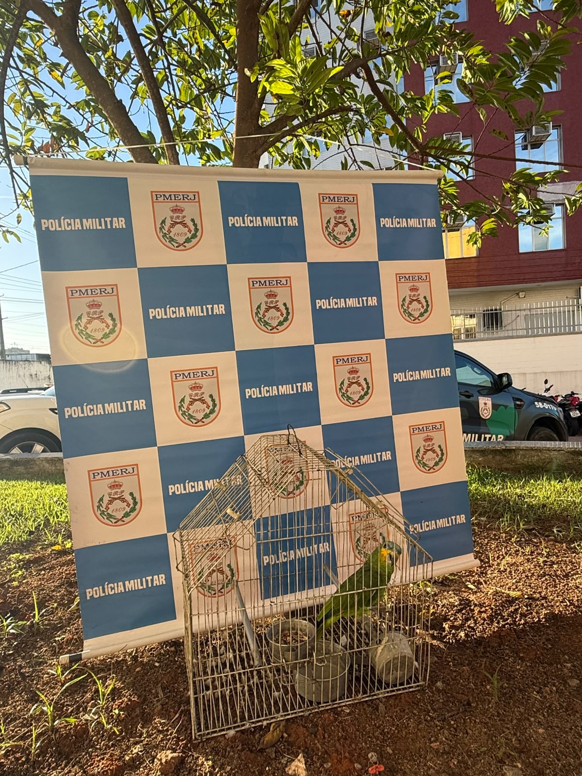 Denúncia ao programa Linha Verde leva polícia a identificar papagaio turquesa sem licenças em Duque de Caxias 